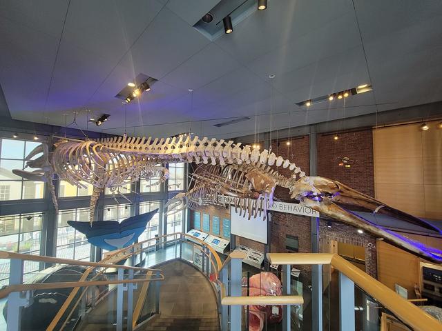 New Bedford Whaling Museum